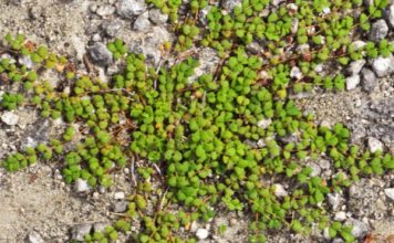 Por qué Miami tiene uno de los bosques más extraños de la Tierra