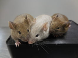 La posibilidad de reproducir humanos a partir de células cutáneas alarma a muchos expertos