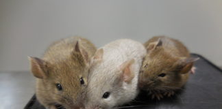 La posibilidad de reproducir humanos a partir de células cutáneas alarma a muchos expertos