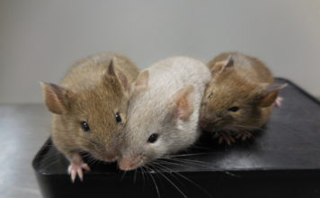 La posibilidad de reproducir humanos a partir de células cutáneas alarma a muchos expertos