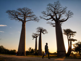 Madagascar: La isla exótica e inaudita de áfrica!!!!