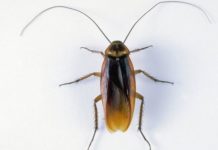 ¿Por qué casi siempre que encuentras una cucaracha muerta en tu casa está patas para arriba?