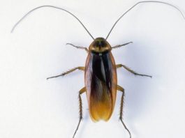 ¿Por qué casi siempre que encuentras una cucaracha muerta en tu casa está patas para arriba?