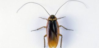 ¿Por qué casi siempre que encuentras una cucaracha muerta en tu casa está patas para arriba?