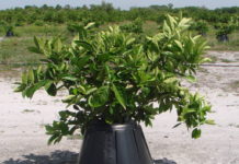 TREE T-PEE: UN INVENTO QUE REDUCE UN 90% LA NECESIDAD DE AGUA Y FERTILIZANTES