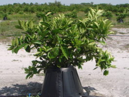 TREE T-PEE: UN INVENTO QUE REDUCE UN 90% LA NECESIDAD DE AGUA Y FERTILIZANTES