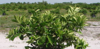 TREE T-PEE: UN INVENTO QUE REDUCE UN 90% LA NECESIDAD DE AGUA Y FERTILIZANTES