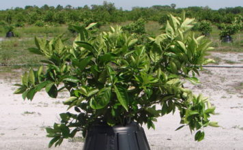 TREE T-PEE: UN INVENTO QUE REDUCE UN 90% LA NECESIDAD DE AGUA Y FERTILIZANTES