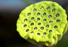 ¿Por qué hay gente que no puede ni mirar esta flor de loto?