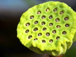 ¿Por qué hay gente que no puede ni mirar esta flor de loto?