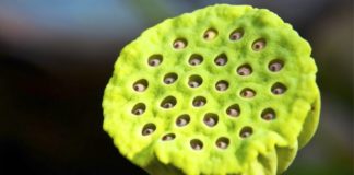 ¿Por qué hay gente que no puede ni mirar esta flor de loto?