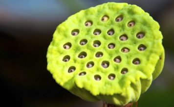 ¿Por qué hay gente que no puede ni mirar esta flor de loto?