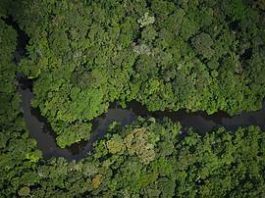 Brasil abre a mineras privadas una reserva amazónica del tamaño de República Dominicana