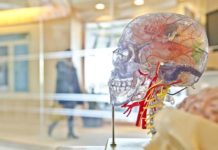 Científicos logran conectar un cerebro humano a Internet