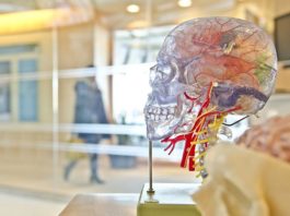 Científicos logran conectar un cerebro humano a Internet