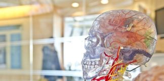 Científicos logran conectar un cerebro humano a Internet