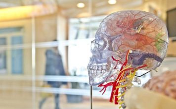 Científicos logran conectar un cerebro humano a Internet