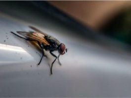 ¿Cuántos tipos de bacterias puede portar una mosca?