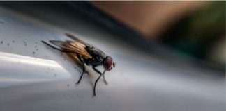 ¿Cuántos tipos de bacterias puede portar una mosca?