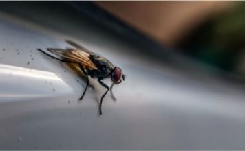 ¿Cuántos tipos de bacterias puede portar una mosca?