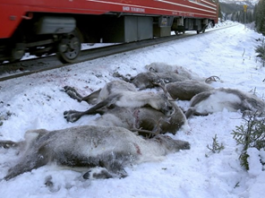 Aumenta la cifra de renos atropellados por trenes en Noruega