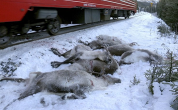 Aumenta la cifra de renos atropellados por trenes en Noruega