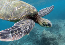 VIDEO: Desgarradoras imágenes que muestran que no merecemos este planeta