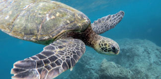 VIDEO: Desgarradoras imágenes que muestran que no merecemos este planeta