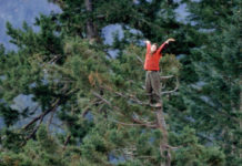 La mujer que subió a un árbol de más de 2000 años para evitar su tala