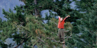 La mujer que subió a un árbol de más de 2000 años para evitar su tala