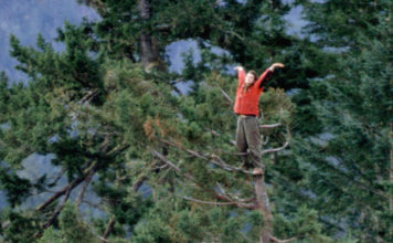 La mujer que subió a un árbol de más de 2000 años para evitar su tala
