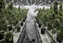La marihuana cotiza al alza en el Nasdaq