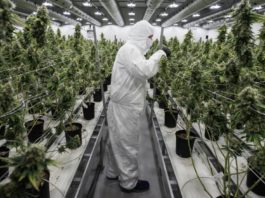 La marihuana cotiza al alza en el Nasdaq