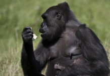 Gorila deja atónito a los turistas al ‘evolucionar’ frente a sus ojos (video)