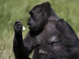 Gorila deja atónito a los turistas al ‘evolucionar’ frente a sus ojos (video)