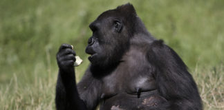 Gorila deja atónito a los turistas al ‘evolucionar’ frente a sus ojos (video)