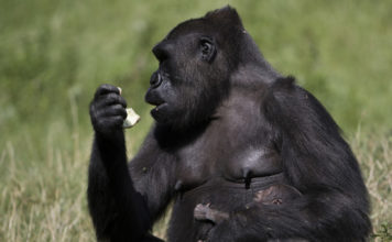 Gorila deja atónito a los turistas al ‘evolucionar’ frente a sus ojos (video)