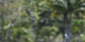 Pumarol llega tercero en el primer día del DR Open PGA Tour LA