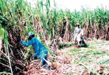 RD y Haití con problema de esclavitud moderna