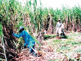 RD y Haití con problema de esclavitud moderna