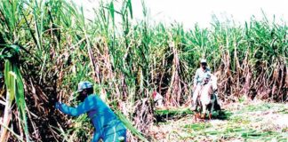 RD y Haití con problema de esclavitud moderna