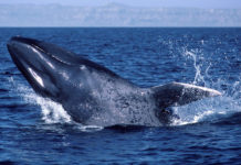 Un millonario islandés que mató a un híbrido raro de ballena promete cazar 150 cetáceos más