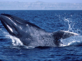 Un millonario islandés que mató a un híbrido raro de ballena promete cazar 150 cetáceos más