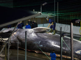 El empresario islandés que caza ballenas y no piensa dejar de hacerlo