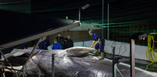 El empresario islandés que caza ballenas y no piensa dejar de hacerlo