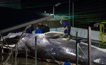 El empresario islandés que caza ballenas y no piensa dejar de hacerlo