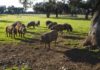 Pánico ambiental: el número de cerdos en España supera ya al de su población