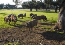Pánico ambiental: el número de cerdos en España supera ya al de su población