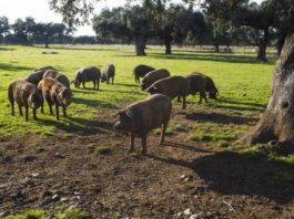 Pánico ambiental: el número de cerdos en España supera ya al de su población