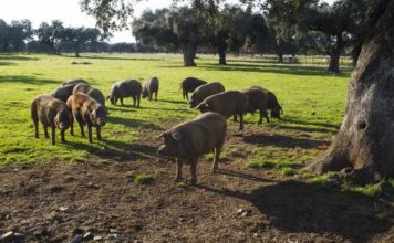 Pánico ambiental: el número de cerdos en España supera ya al de su población